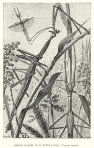 Kjempeinsekt fra New Guinea (litho) av European School