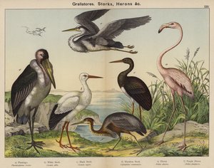 Grallatorer, storker, hegrer (fargelitografi) av European School