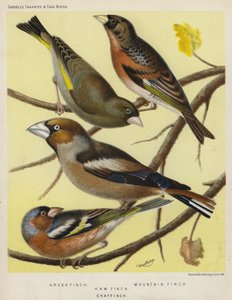 Grønn fink, fjellfink, løfink, bokfink (farge litho) av European School