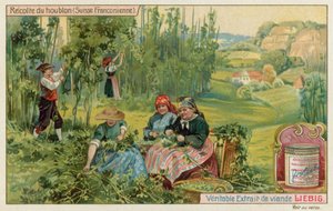 Høsting av humle i fransk Sveits av European School