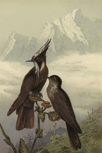 Hjelm kolibri av European School