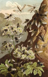 Reign of the Flies av European School