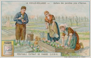 Hyacinth Crop nær Haarlem av European School