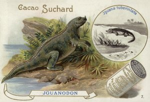 Iguanodon og Iguana Tuberculata av European School