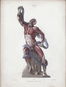 Illustrasjon for The Anatomy of the External Forms of Man: Laocoon (farge litho) av European School