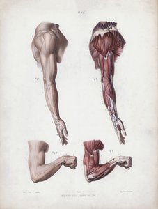 Illustrasjon for The Anatomy of the External Forms of Man: Mannlige armer og hender (farge litho) av European School