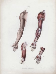 Illustrasjon for The Anatomy of the External Forms of Man: Mannlige armer og hender (farge litho) av European School