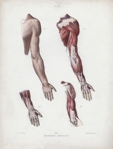 Illustrasjon for The Anatomy of the External Forms of Man: Mannlige armer og hender av European School