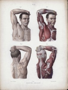 Illustrasjon for The Anatomy of the External Forms of Man: Mann, arm, hode og overkropp av European School