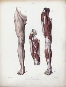 Illustrasjon for The Anatomy of the External Forms of Man: Mannlig ben, sett forfra (farge litho) av European School