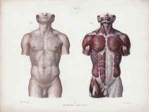 Illustrasjon for The Anatomy of the External Forms of Man: Mannlig torso, sett forfra (farge litho) av European School