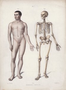 Illustrasjon for The Anatomy of the External Forms of Man: Man standing (color litho) av European School