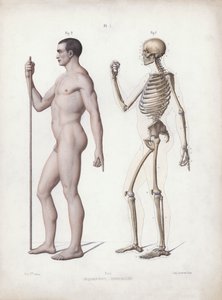Illustrasjon for The Anatomy of the External Forms of Man: Mann stående, sett fra siden (farge litho) av European School