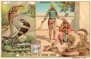 Indisk kobra og hoggorm (chromolitho) av European School