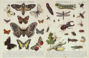 Insekter og andre virvelløse dyr (chromolitho) av European School