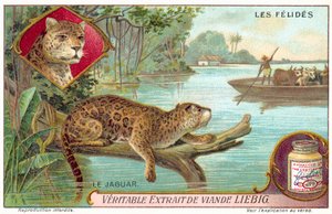 Jaguar (chromolitho) av European School
