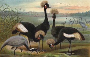 Jomfruer og Peacock Crane av European School