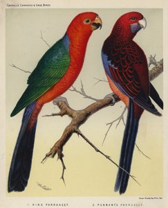 Kongeparakeet, Pennants parakeet (fargelito) av European School