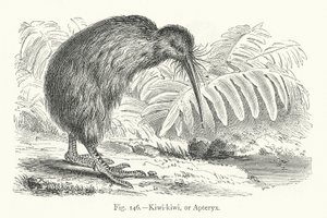 Kiwi-kiwi, eller Apteryx (gravering) av European School