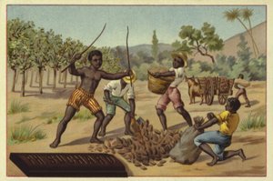 Laster kakaobelger i sekker, Afrika av European School
