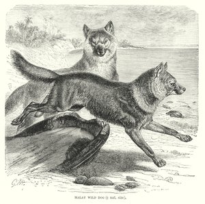 Malayisk villhund (gravering) av European School