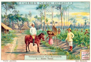 Modne tobakksplanter (chromolitho) av European School