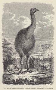 Moa, eller Gigantic Dinornis (D giganteus) restaurert; og Apteryx, A Mantelli (gravering) av European School