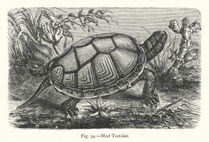 Mud Tortoise (gravering) av European School