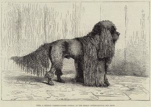 Nero, en tysk puddel med ledning, på Berlin International Dog Show (gravering) av European School