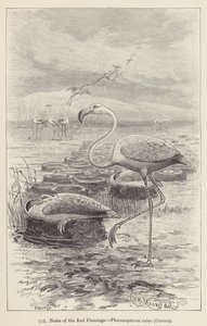 Reder av den røde flamingoen, Phoenicopterus ruber, Cuvier (gravering) av European School