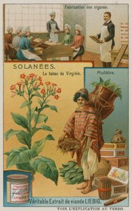 Nicotiana eller tobakk av European School