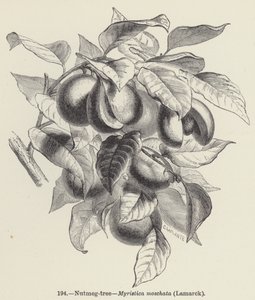 Muskat-tre, Myristica moschata, Lamarck (gravering) av European School