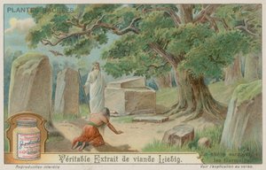 Eiketre hellig for de gamle tyskerne av European School