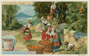 Appelsinhøst i Italia av European School
