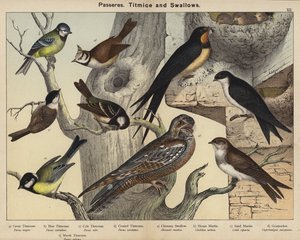 Passeres, meiser og svaler (farge litho) av European School