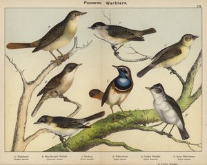 Forbipasserende, Warblers av European School
