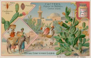 Piggpære (Cactus Nopal) og Cochineal Beetle av European School