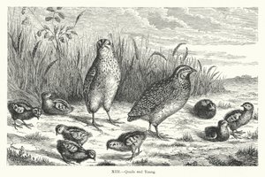 Quails and Young (gravering) av European School