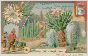 Nattens Dronning, Prins Leuchtenberg og Grey Bearded Cactus av European School