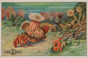 Scene på havbunnen (chromolitho) av European School