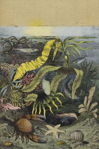 Sjølivet i Nordsjøen (farge litho) av European School