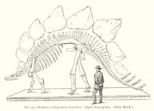 Skjelett av Stegosaurus ungulatus (litho) av European School