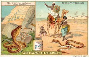 Spyttekobra og hornhoggorm (chromolitho) av European School