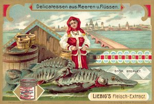 Stør (chromolitho) av European School