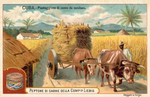 Sukkerrørplantasje, Cuba (chromolitho) av European School