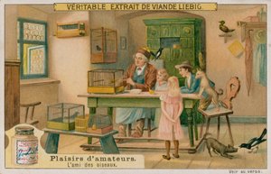 Amatørfuglelskeren av European School