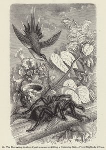 Den fuglespisende edderkoppen (Mygale avicularia) dreper en kolibri (gravering) av European School