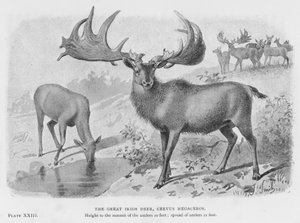 Den store irske hjorten, Cervus Megaceros (litho) av European School