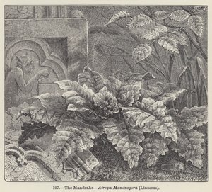 The Mandrake, Atropa Mandragora, Linnaeus (gravering) av European School