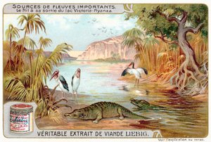Nilen når den kommer ut av Victoriasjøen (chromolitho) av European School